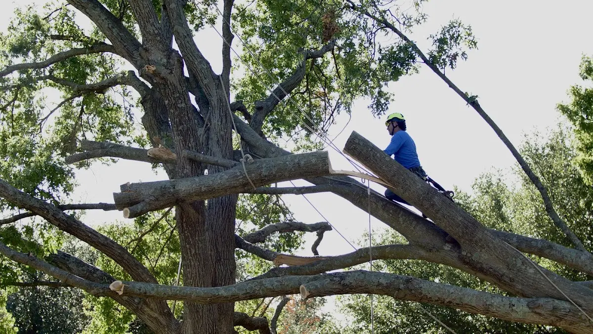 Professional Crown Thinning performed by certified arborists in Creighton